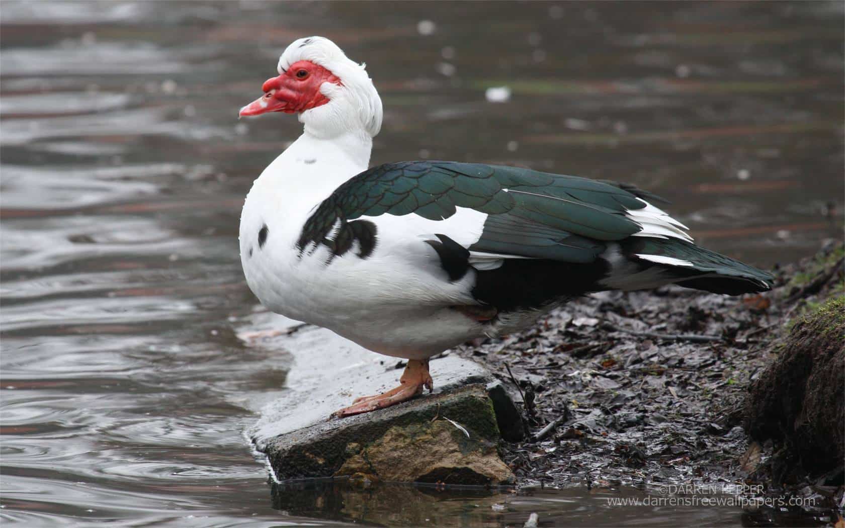 Irm&atilde;o do Jorel: conhe&ccedil;a a anima&ccedil;&atilde;o que deu origem ao jogo