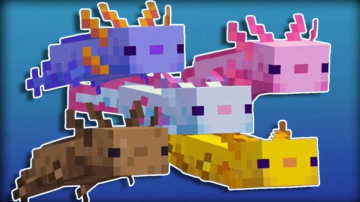 Existem cinco cores que os axolotes podem descender em Minecraft.